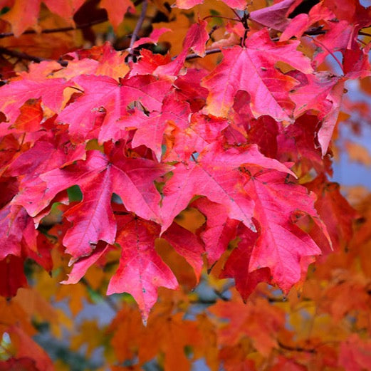 Feuilles de l'Érable à sucre Fall Fiesta en automne