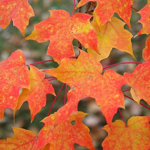 Érable à sucre | Acer saccharum | Sugar Maple  Feuillage d'automne