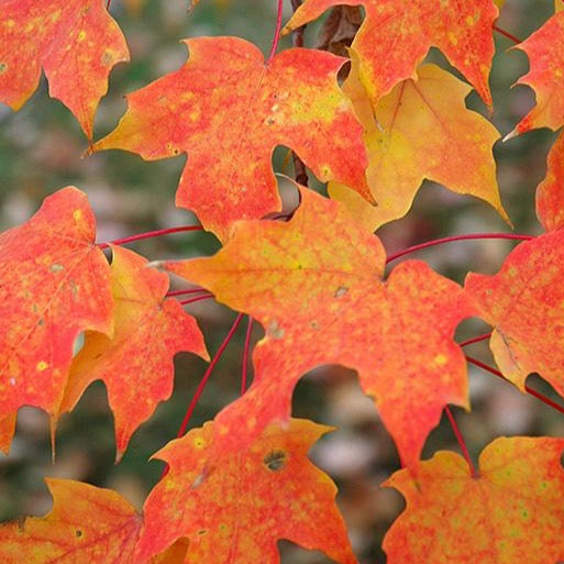 Érable à sucre | Acer saccharum | Sugar Maple  Feuillage d'automne