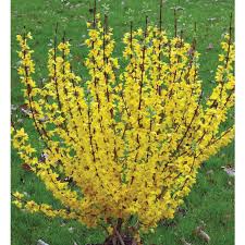 Forsythia 'Show off' (Forsythia 'Show Off')