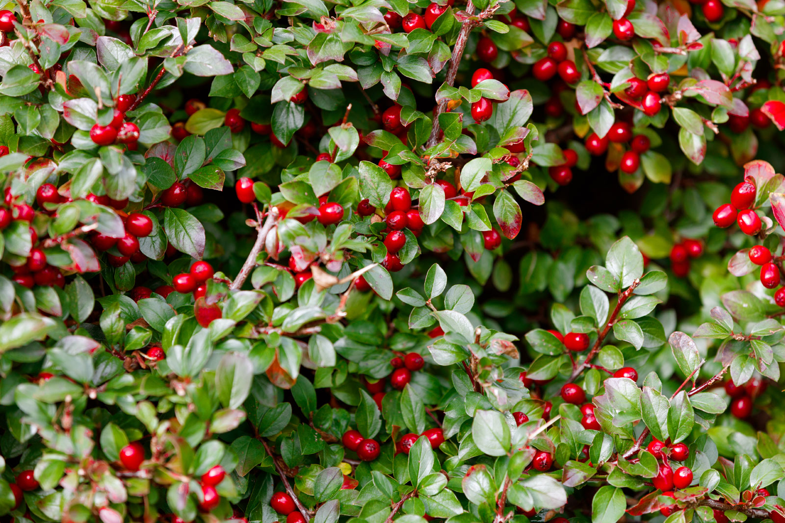 GAULTERIA procumbens