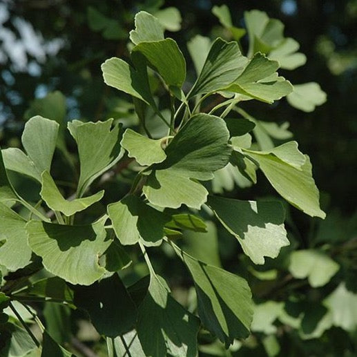 Feuilles de ginkgo Pinceton Sentry