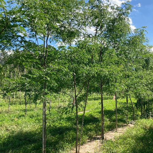 Gleditsia triacanthos inermis 'Shademaster' (Févier d’Amérique sans épine ‘Shademaster’)