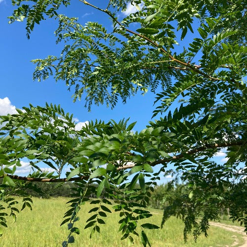 Gleditsia triacanthos inermis 'Shademaster' (Févier d’Amérique sans épine ‘Shademaster’)