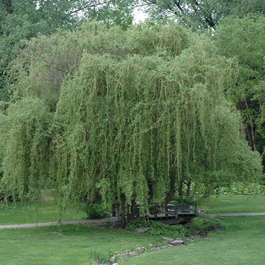 Saule 'Golden Curls' (Salix 'Golden curls')