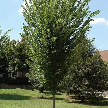 Orme américain ‘Princeton’ (Ulmus americana 'Princeton')