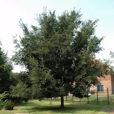 Orme hybride ‘Patriot’ (Ulmus 'Patriot')