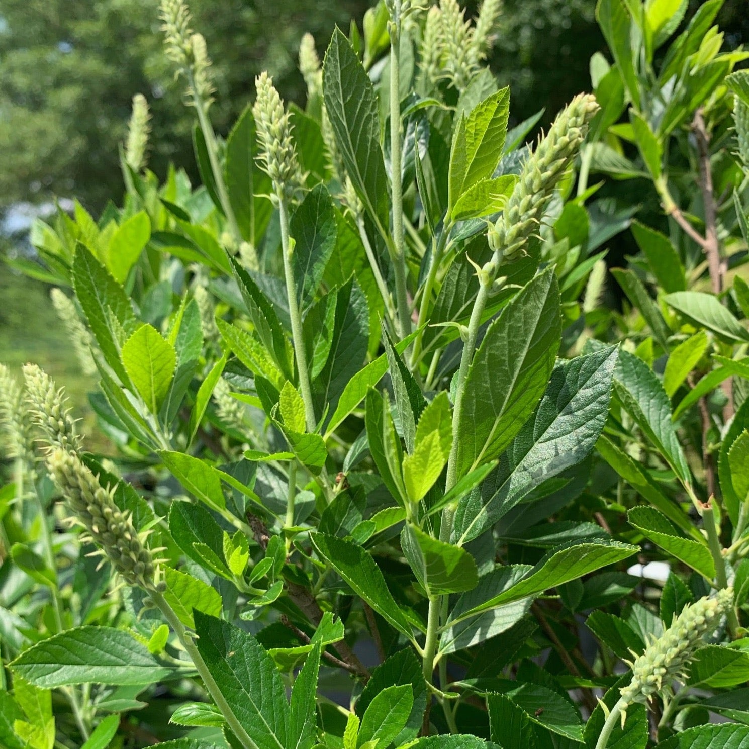 Clethra alnifolia 'Sixteen Candles' (Clèthre ‘Sixteen Candles’)