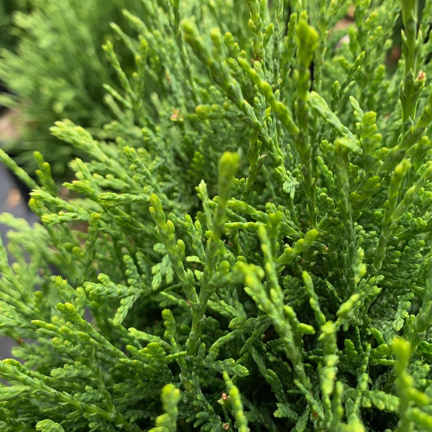 Thuja occidentalis 'Hetz Midget' (Cèdre occidental 'Hetz Midget')