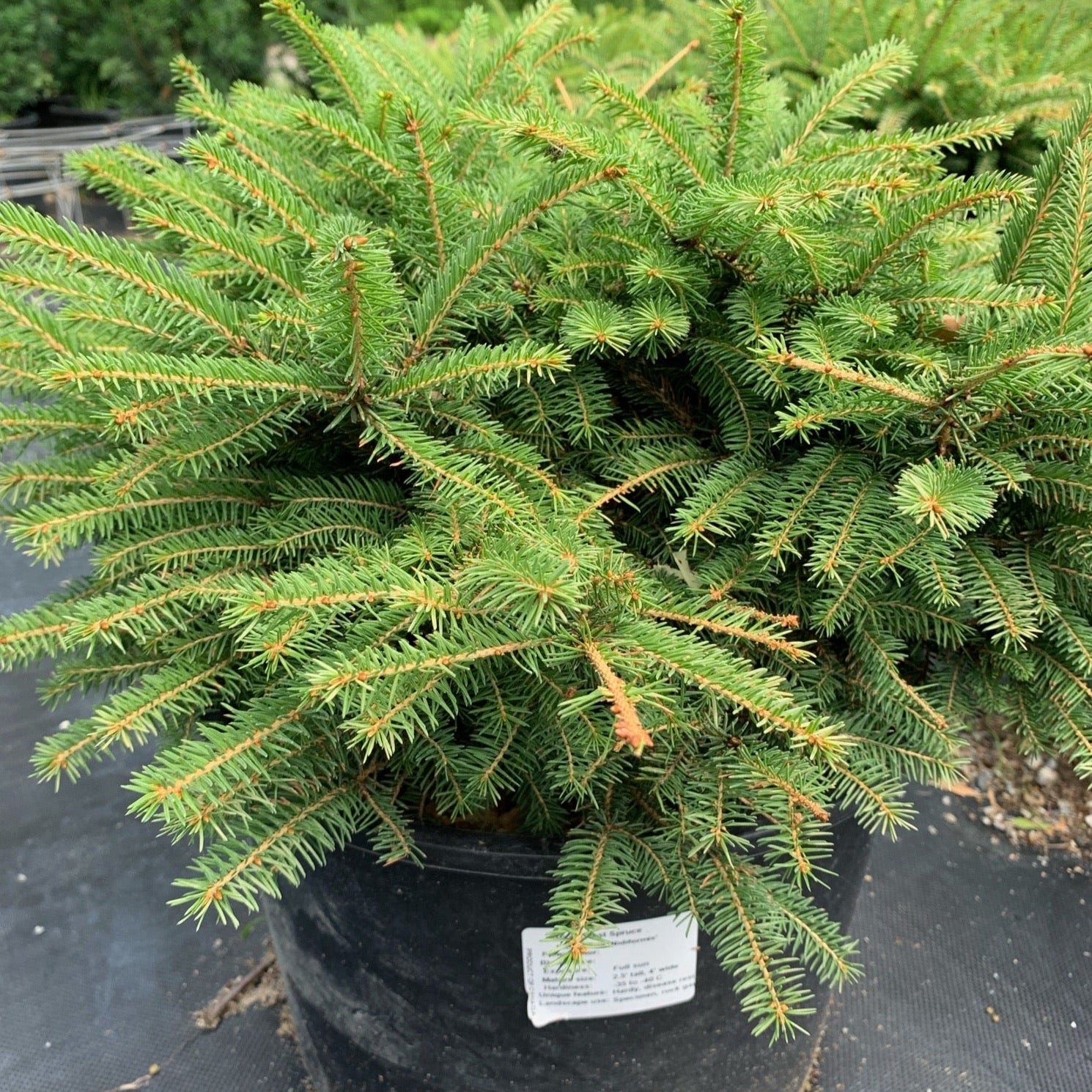 Picea abies 'Nidiformis' (Épinette 'Nid d'Oiseau')