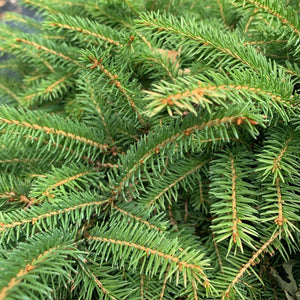 Picea abies 'Nidiformis' (Épinette 'Nid d'Oiseau')