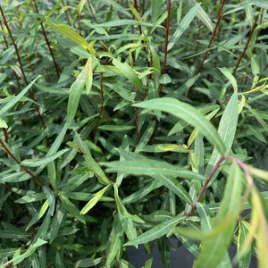 Salix purpurea 'Gracilis' (Saule Arctique nain)