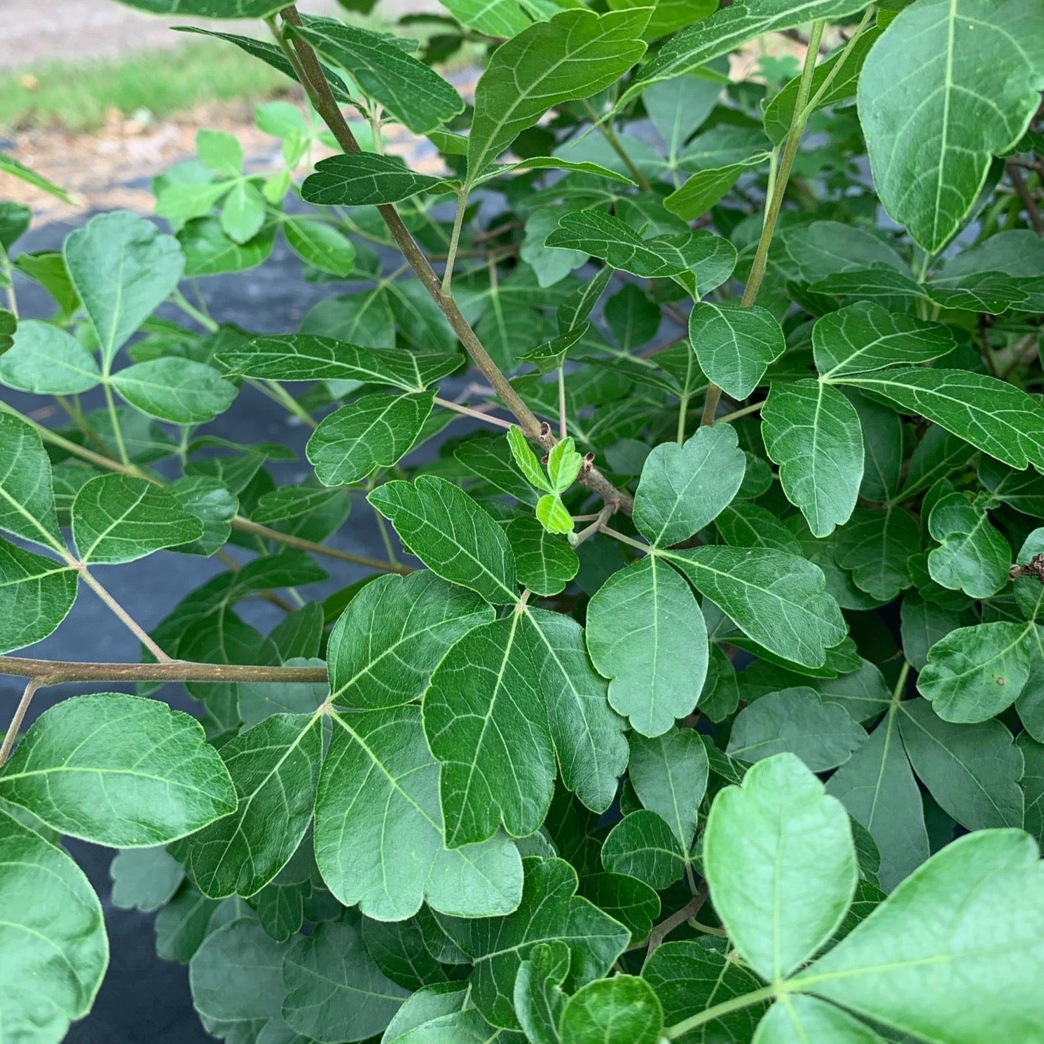 Rhus aromatica 'Grow-Low' (Sumac aromatique ‘Grow-Low’)