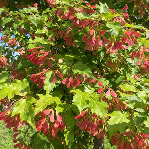 Acer ginnala 'flame' (Érable de l’Amur ‘Flame’)