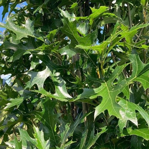 Quercus palustris 'Green Pillard' (Chêne des marais ‘Green Pillar’ (’Pringreen’))