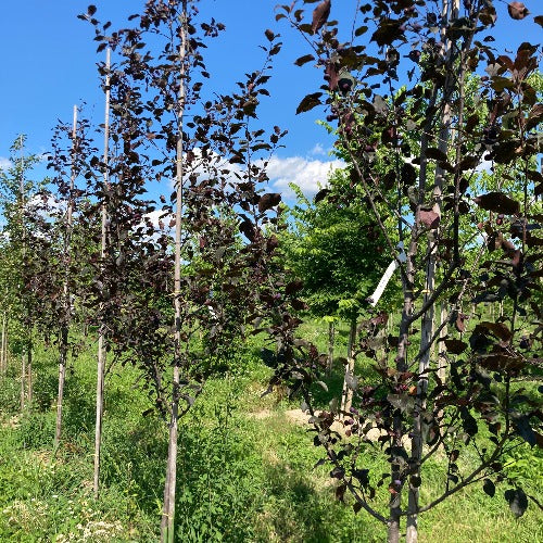 Malus 'Thunderchild' (Pommetier 'Thunderchild')