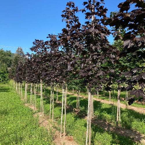 Érable de Norvège ‘Royal Red’ (Acer platanoides 'Royal Red')