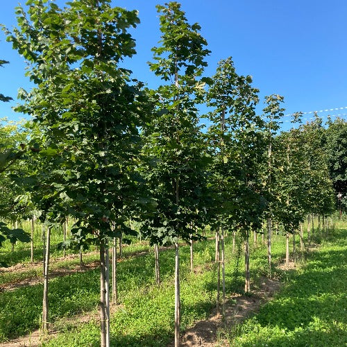 Érable de Norvège ‘Deborah’ (Acer platanoides 'Deborah')