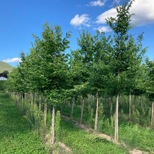 Orme hybride 'Accolade' (Ulmus ‘Accolade’)