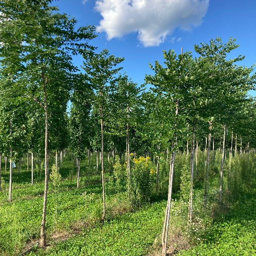 Chicot du Canada (Gymnocladus dioicus)