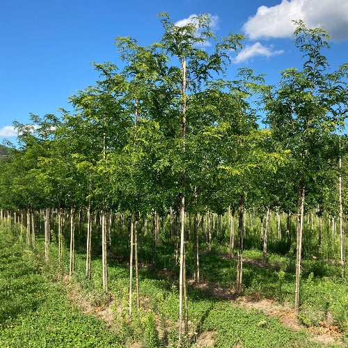 Gleditsia triacanthos 'Skyline' (Févier d’Amérique sans épine 'Skyline')