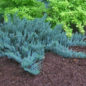 Juniperus horizontalis 'Blue chip' (Genévrier rampant 'Blue Chip')