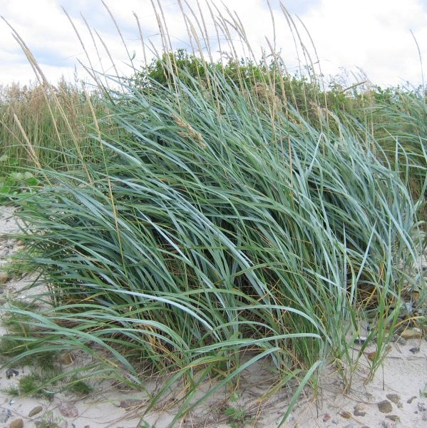 ELYMUS arenarius ‘Glaucus’