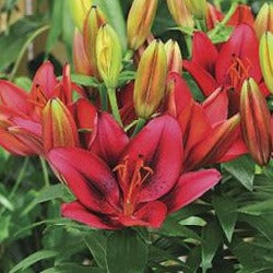 LILIUM asiatique ‘Tiny Rocket’