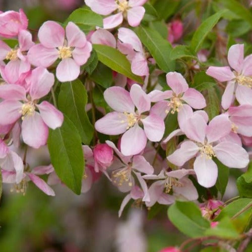 Pommetier pleureur 'Louisa' (Malus 'Louisa')