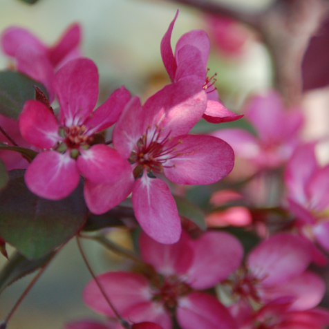 Malus 'Scarlett' (Pommetier décoratif ‘Scarlett’)