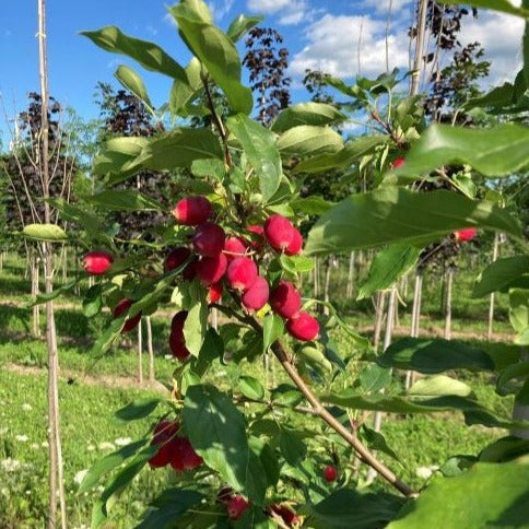 Pommetier 'Dolgo' (Malus 'Dolgo')