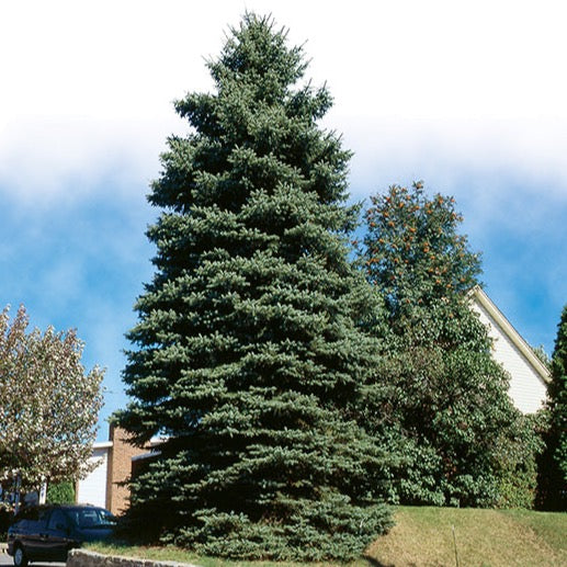 Picea pungens (Épinette verte du Colorado)