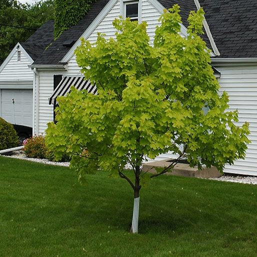 Érable de Norvège ‘Princeton Gold’ (Acer platanoides 'Princeton Gold')