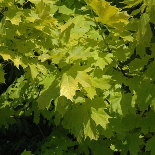 Érable de Norvège ‘Princeton Gold’ (Acer platanoides 'Princeton Gold')