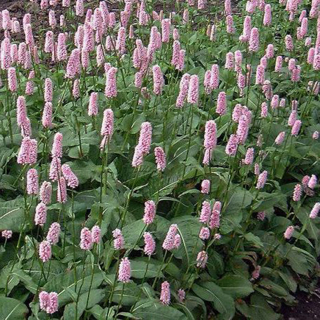 POLYGONUM bistorta superba ou syn. PERSICARIA bistorta superba