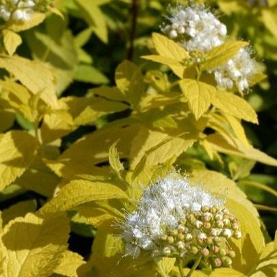 Spiraea japonica 'White Gold' (Spirée japonaise ‘White Gold’)