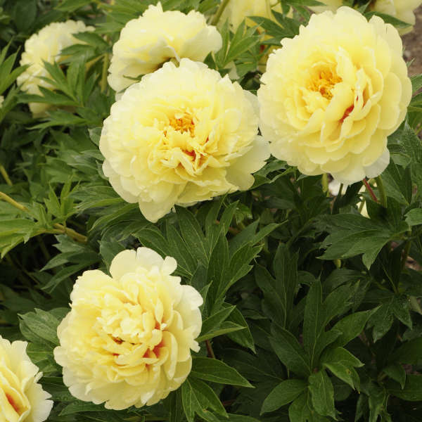 Paeonia Itoh 'Bartzella'