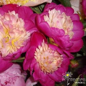 PAEONIA lactiflora 'Gay Paree'