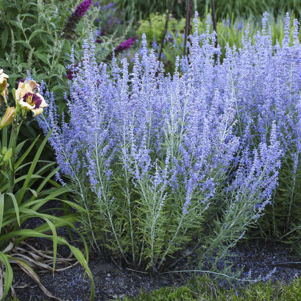 PEROVSKIA atriplicifolia ‘Blue Jean Baby'