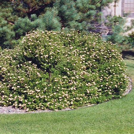 Potentilla fruticosa 'Pink Beauty' (Potentille 'Pink Beauty')