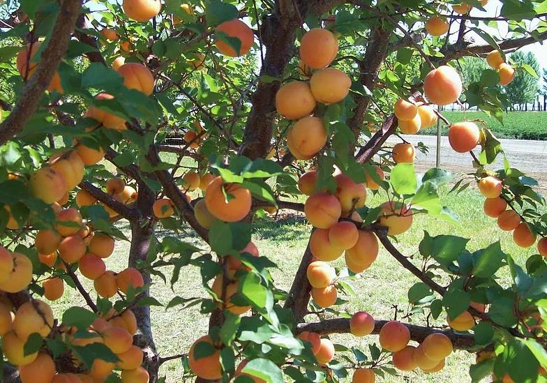 Prunus armeniaca 'Scout' (Abricotier ‘Scout’)
