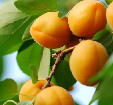 Prunus armeniaca 'Puget Gold' (Abricotier 'Puget Gold')