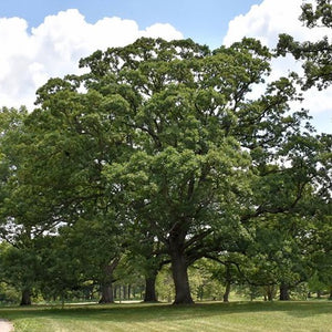Quercus alba (Chêne blanc)