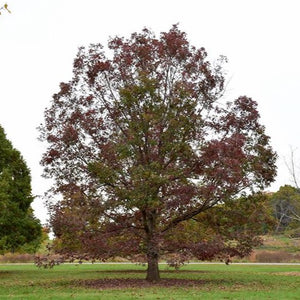 Quercus alba (Chêne blanc)