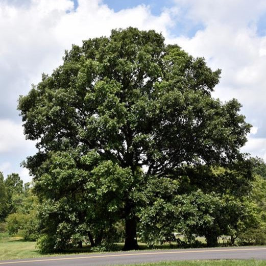 Quercus bicolor (Chêne bicolore)