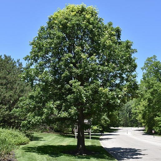 Quercus macrocarpa (Chêne à gros fruits)
