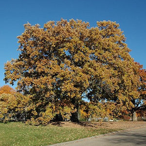 Quercus macrocarpa (Chêne à gros fruits)