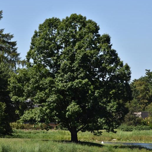 Quercus robur (Chêne anglais)