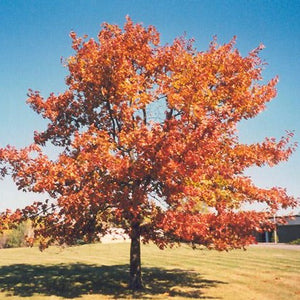 Quercus rubra (Chêne rouge)
