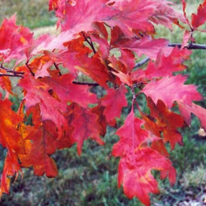 Quercus rubra (Chêne rouge)